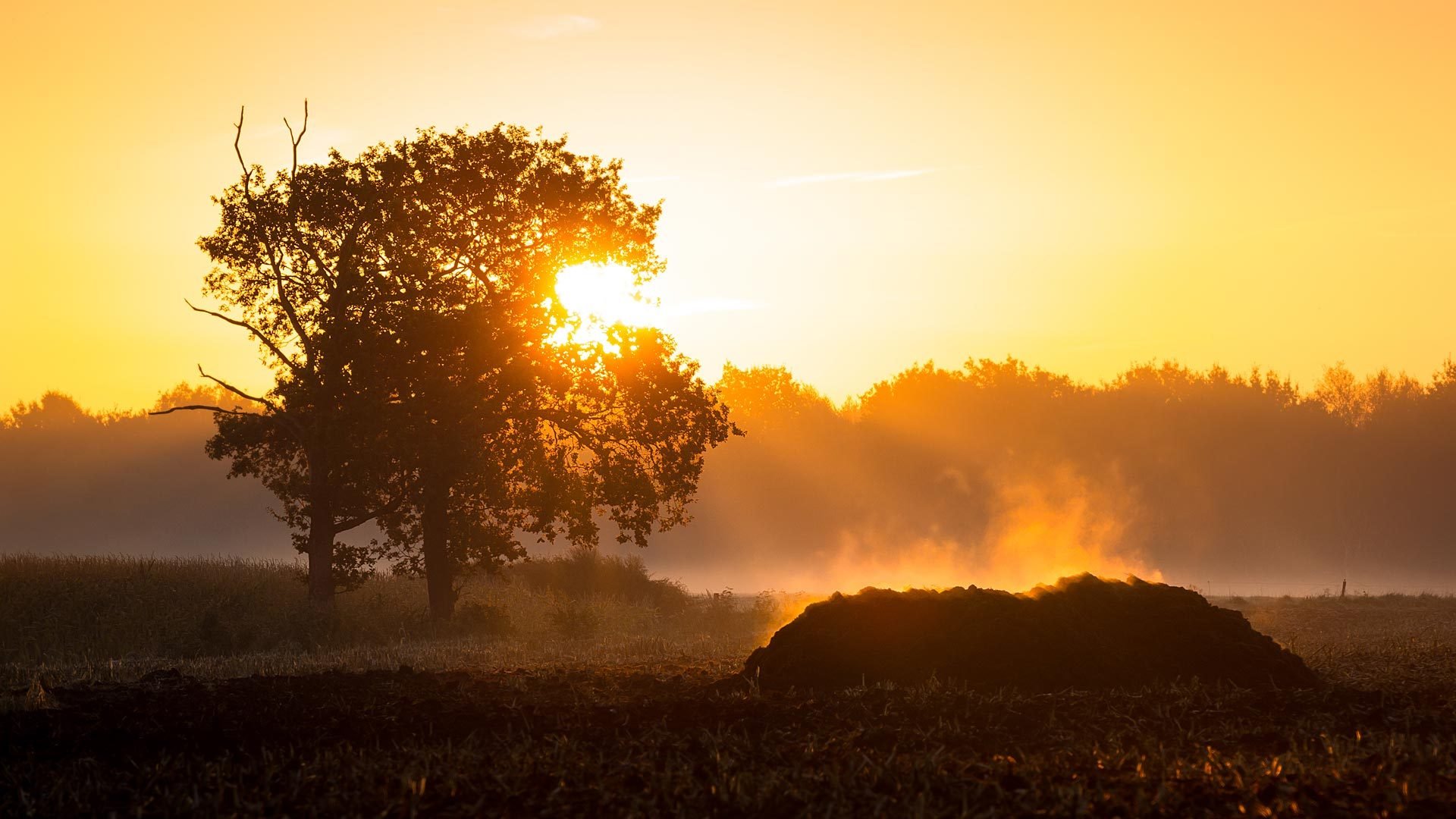 mañana campo niebla paisaje