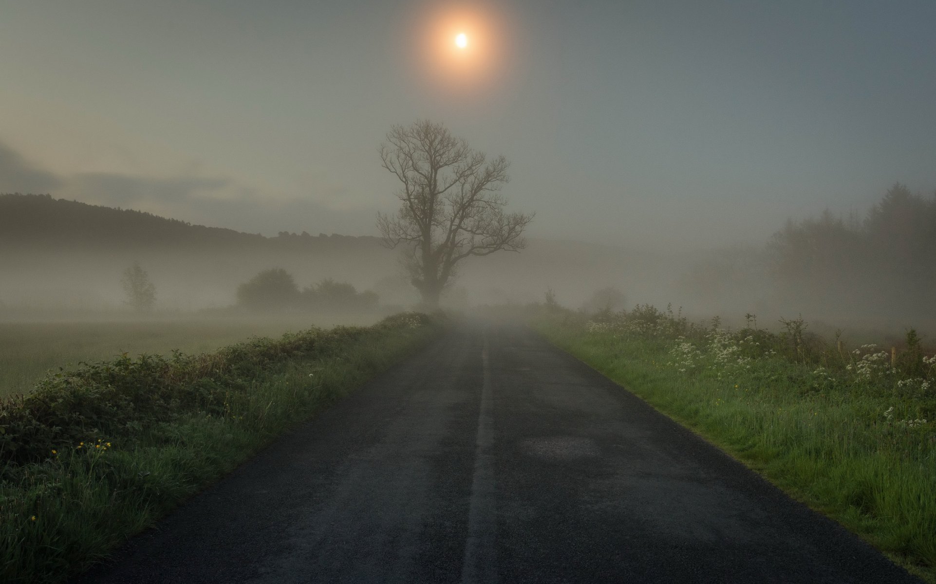 strada erba albero nebbia mattina