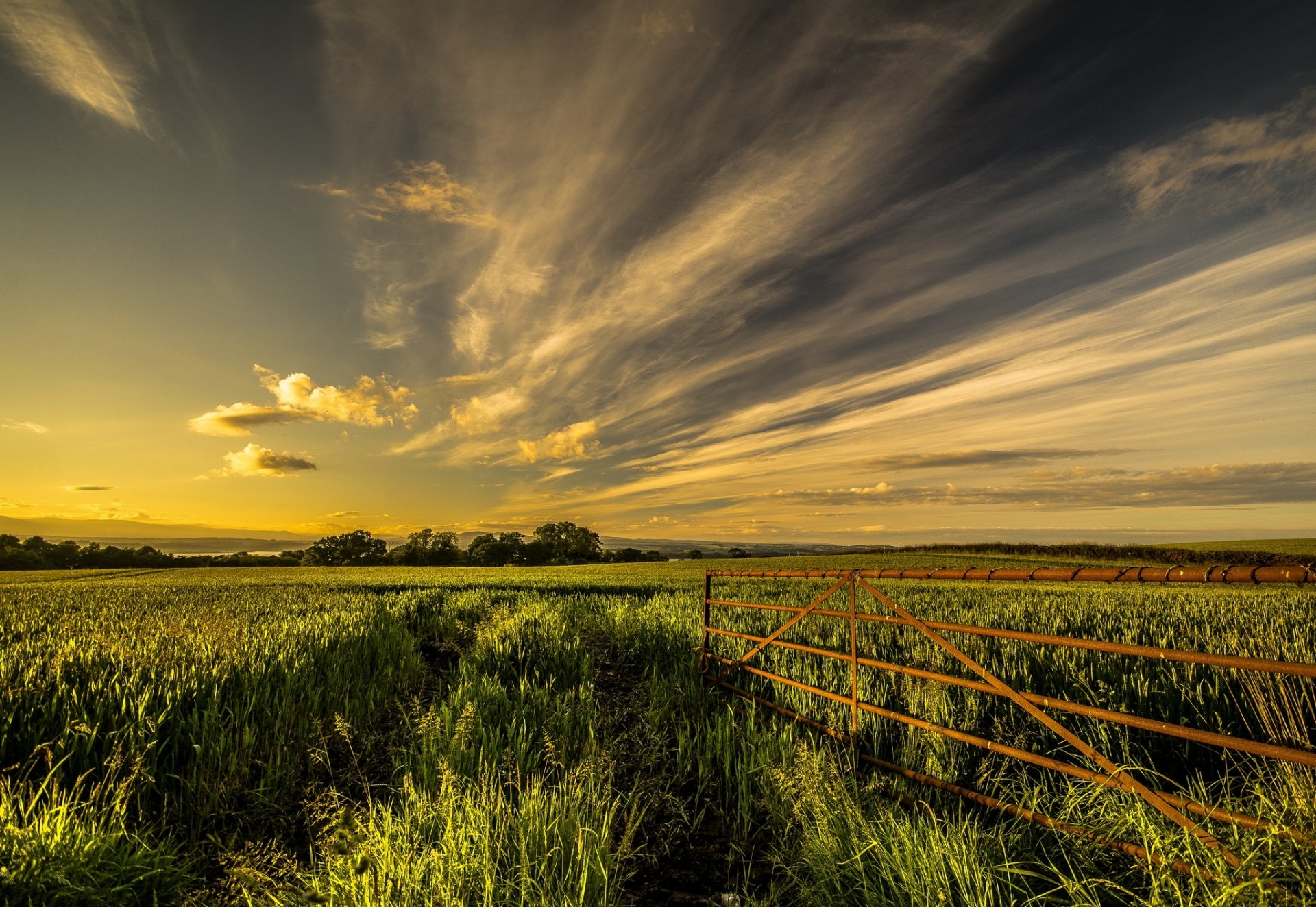 tree the field fence summer