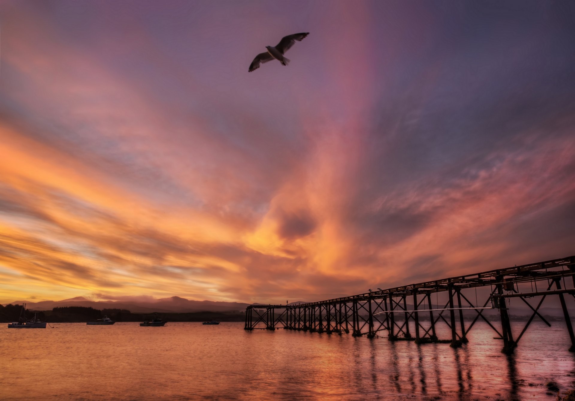 neuseeland meer hafen brücke sonnenuntergang vogel möwe