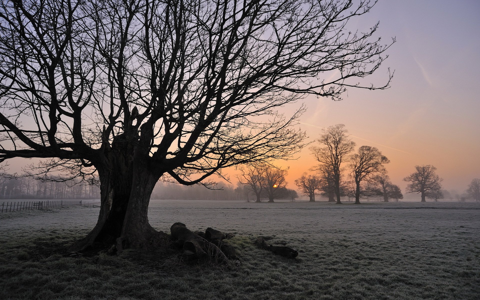 arbre matin champ brouillard