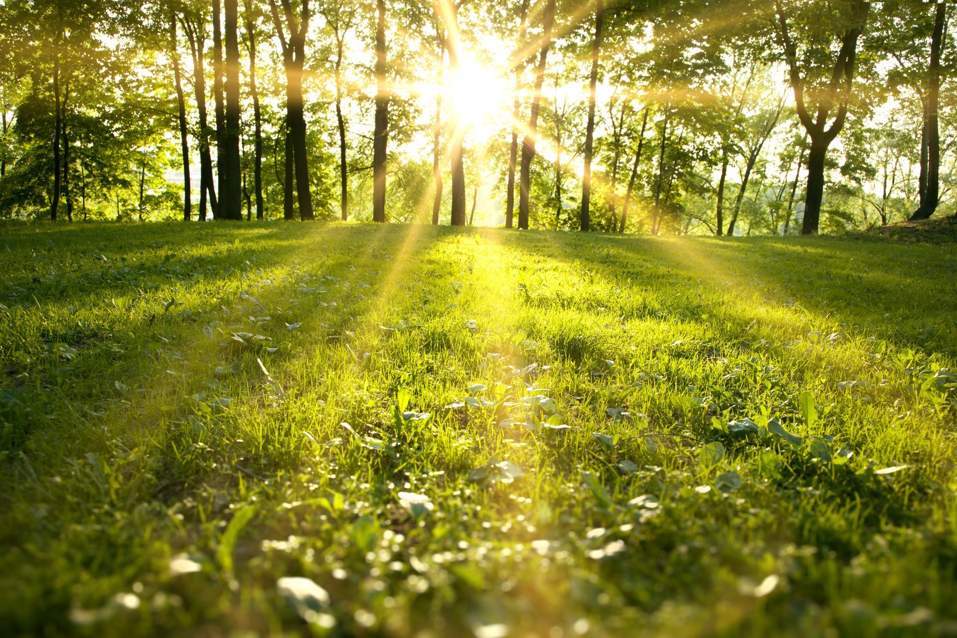 parco di primavera foresta campo verde erba alberi raggi del sole natura paesaggio luce del sole campo verde