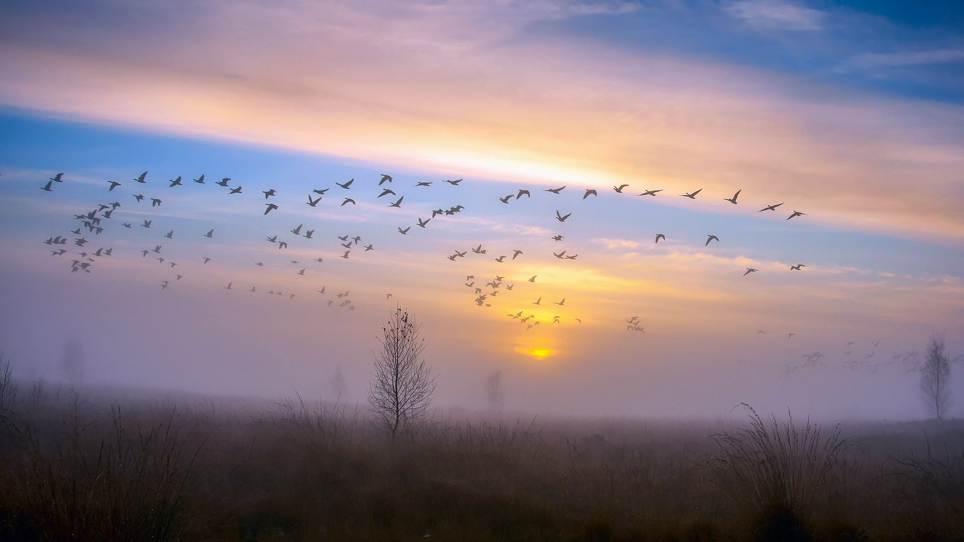 otoño noviembre árbol cuervos pájaros cielo patos gansos bandada puesta de sol noche niebla rocío después de la lluvia