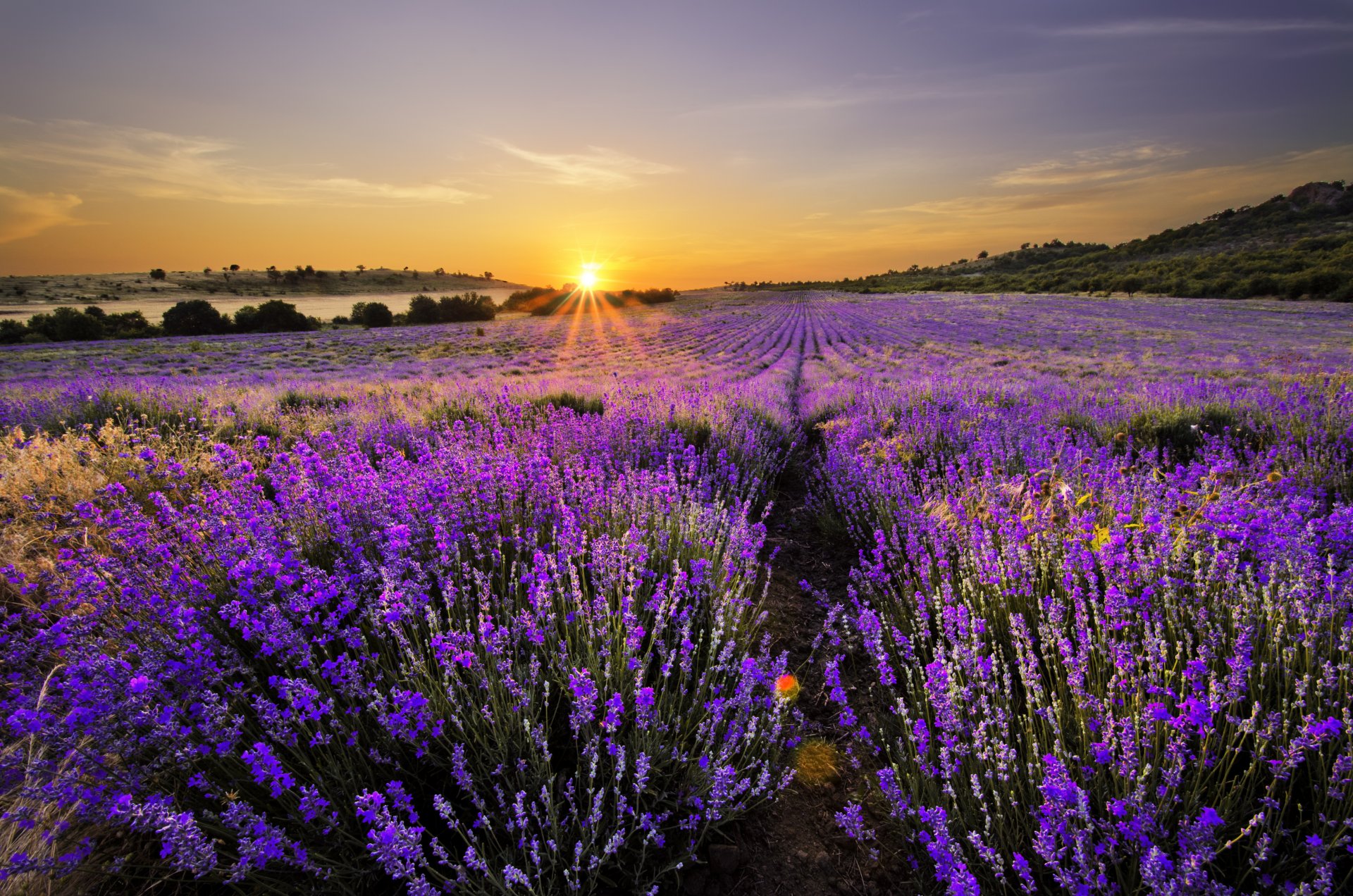 natur landschaft lavendelfeld blüte fliederfeld