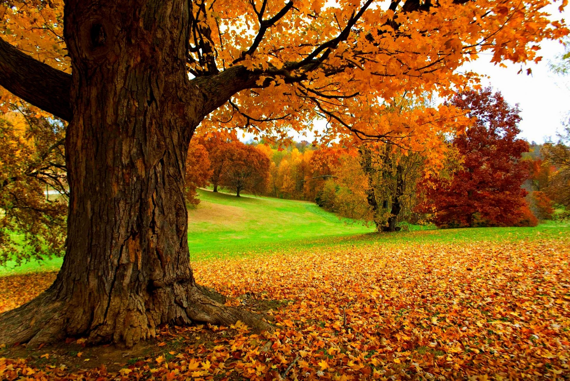 naturaleza bosque parque árboles hojas colorido camino otoño caída colores paseo