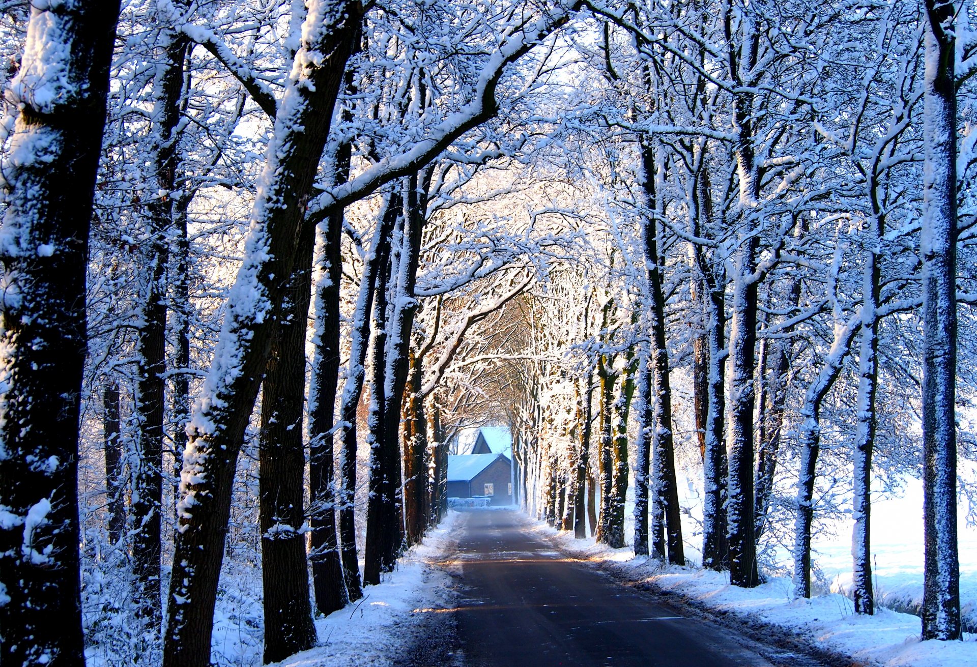 straße bäume allee haus schnee winter