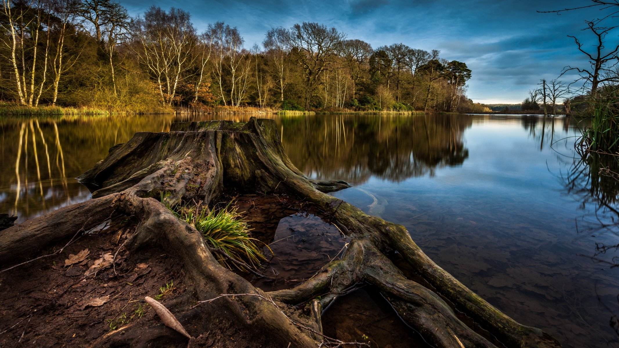 lake stump landscape