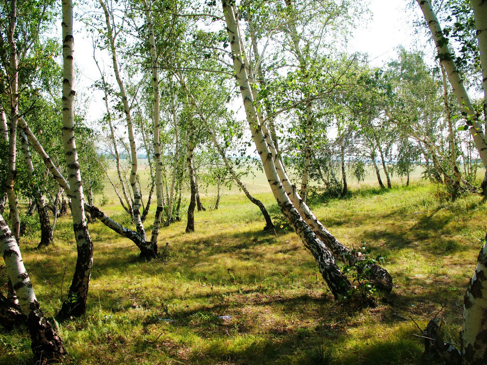 natura drzewa brzozy trawa zdjęcia