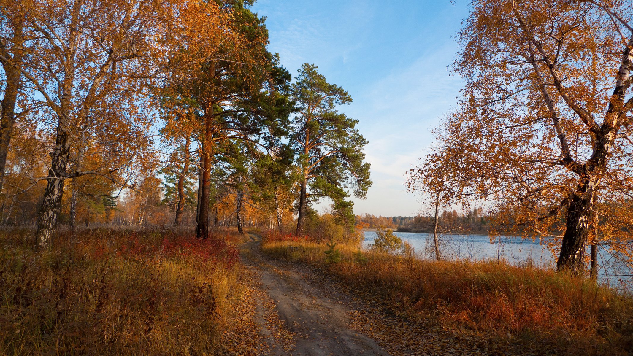 autunno sentiero foresta alberi fiume foglie cadute umore autunnale