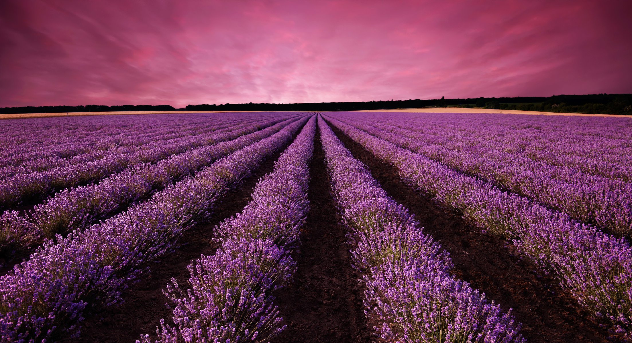 naturaleza paisaje campo de lavanda floración puesta de sol campo lila