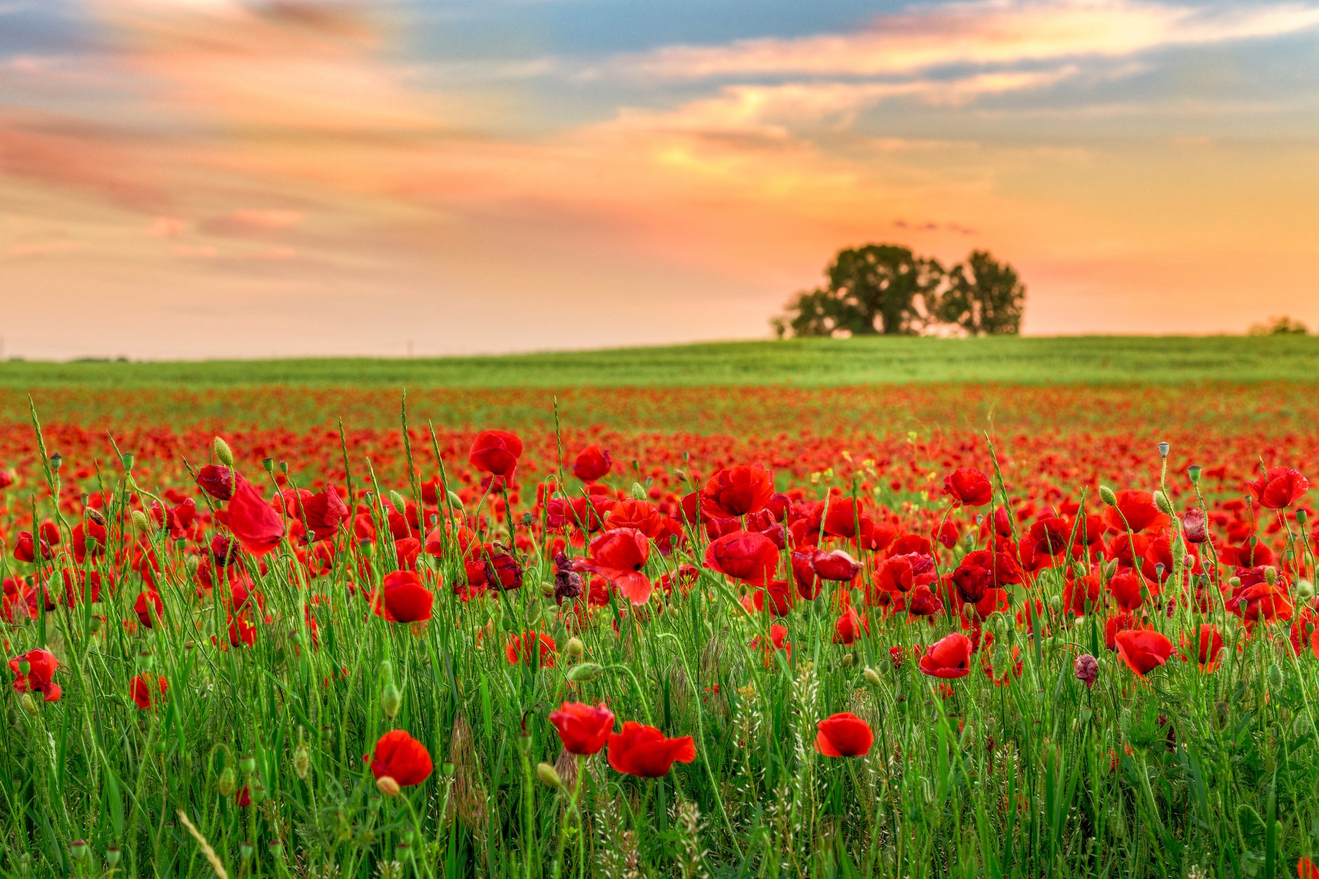 naturaleza campo flores amapolas puesta de sol paisaje