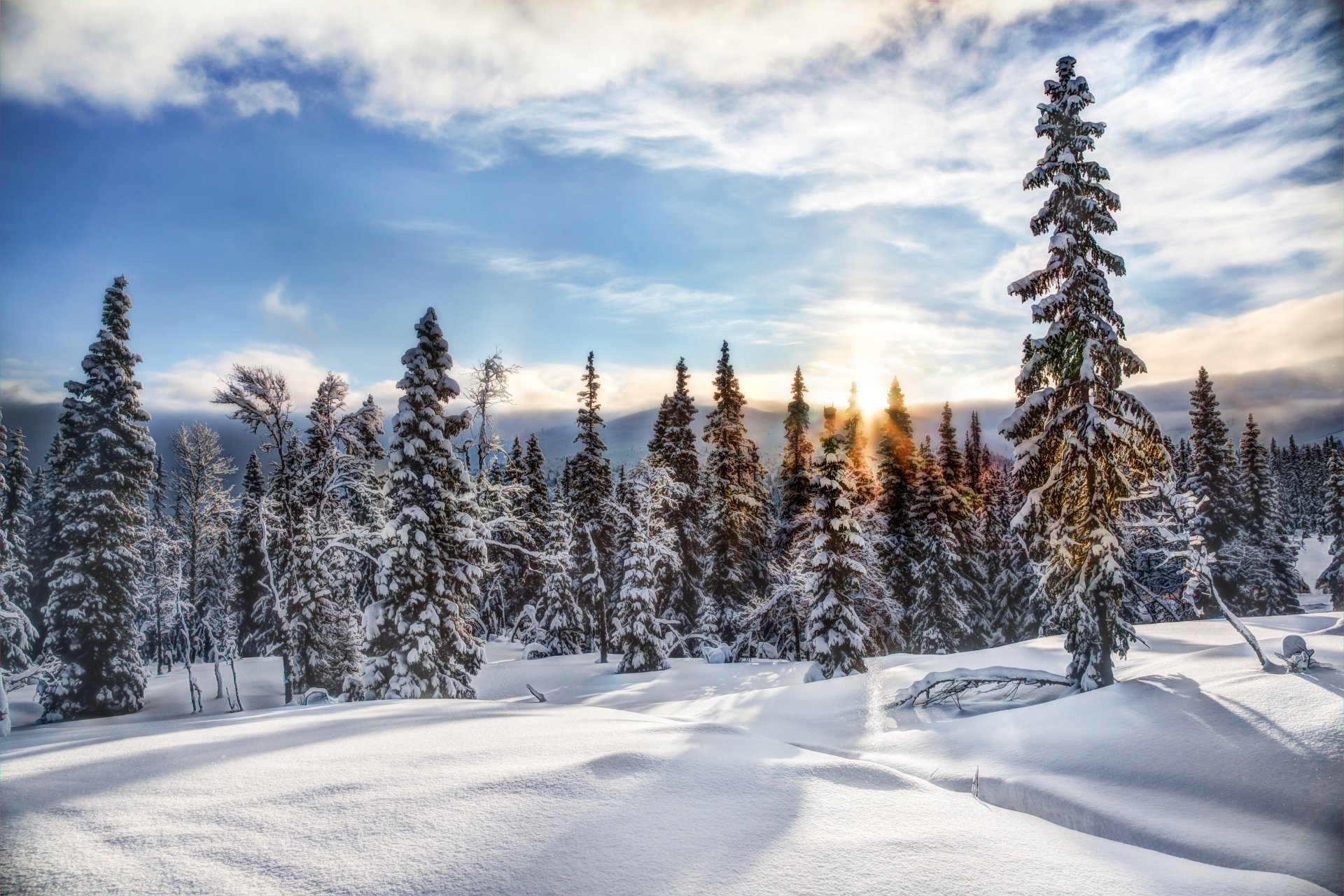 trisil norvège trisil hiver neige forêt arbres sapins