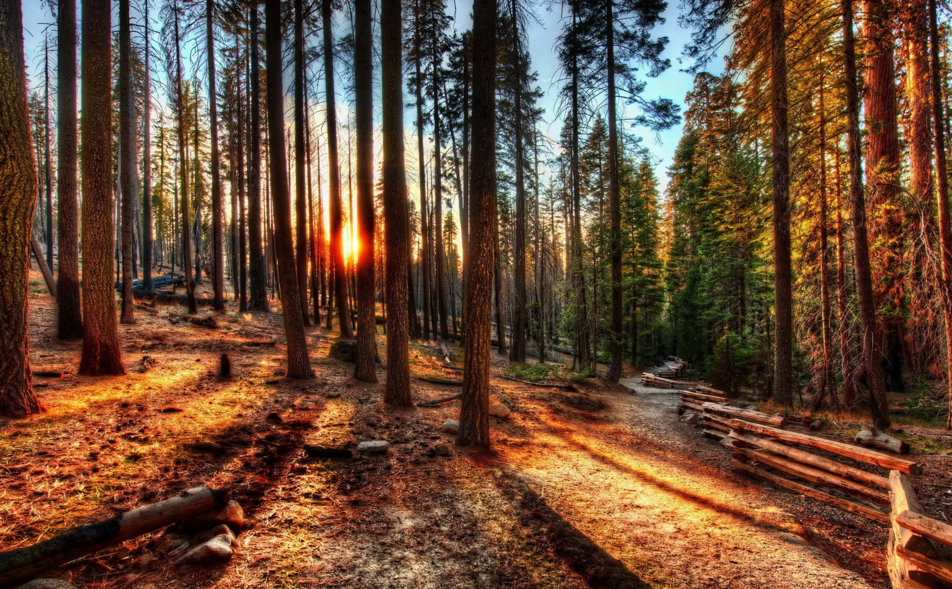 forest dawn sunset united states tree hdr california yosemite nature photo