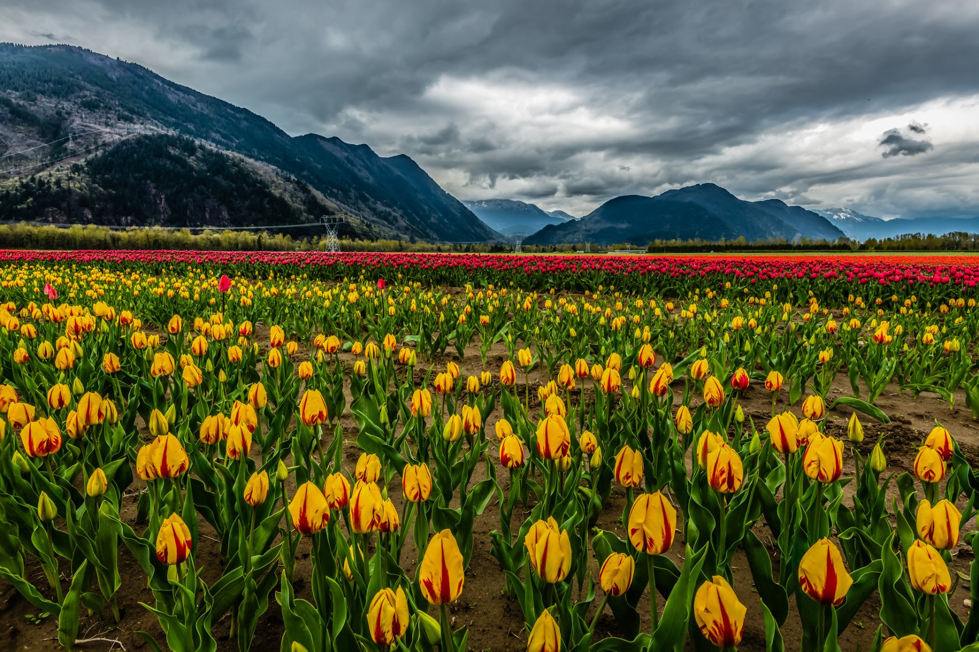 nature landscape mountains snow clouds field flowers tulips mountain wildflower