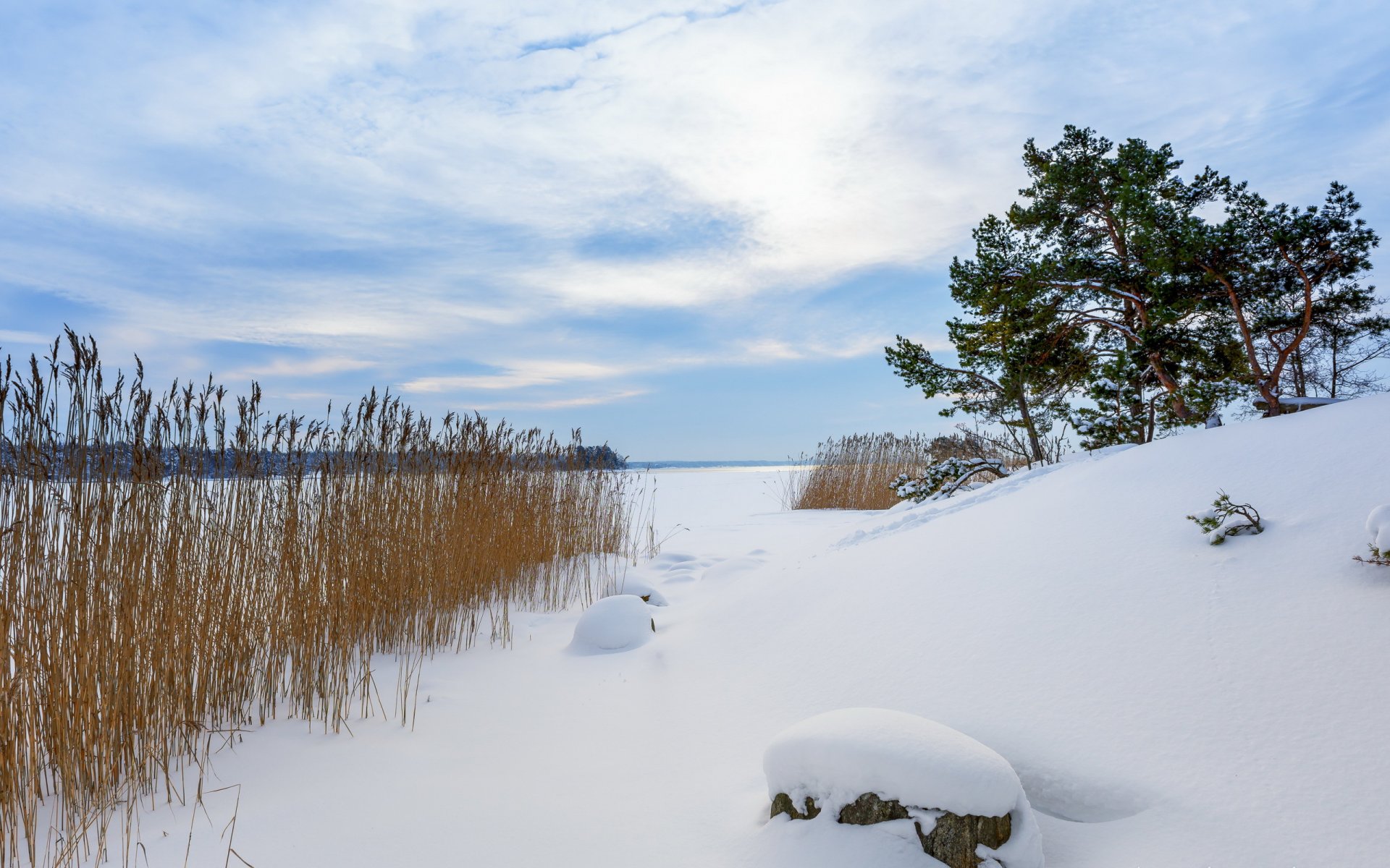 winter schnee schilf