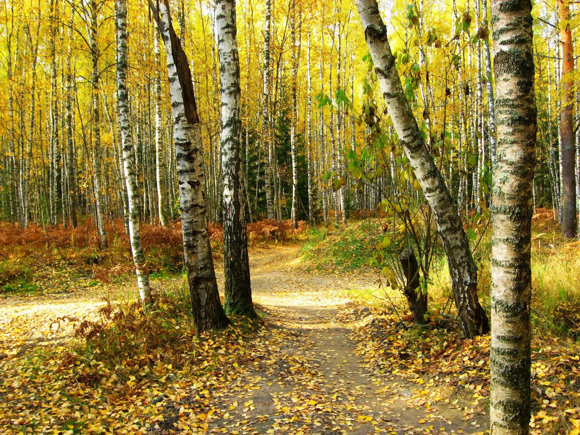 autunno foresta betulle sentiero foglie alberi natura foto