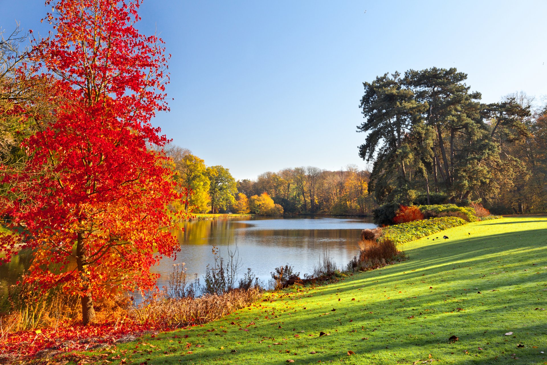 herbst park see bäume blätter herbst bunte bäume landschaft natur gras sonnenlicht