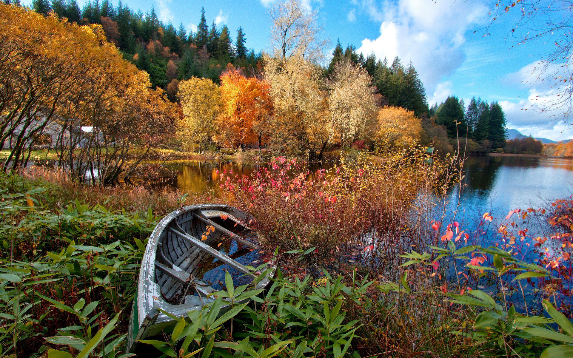 cielo río bosque otoño árboles casa barco lago flores