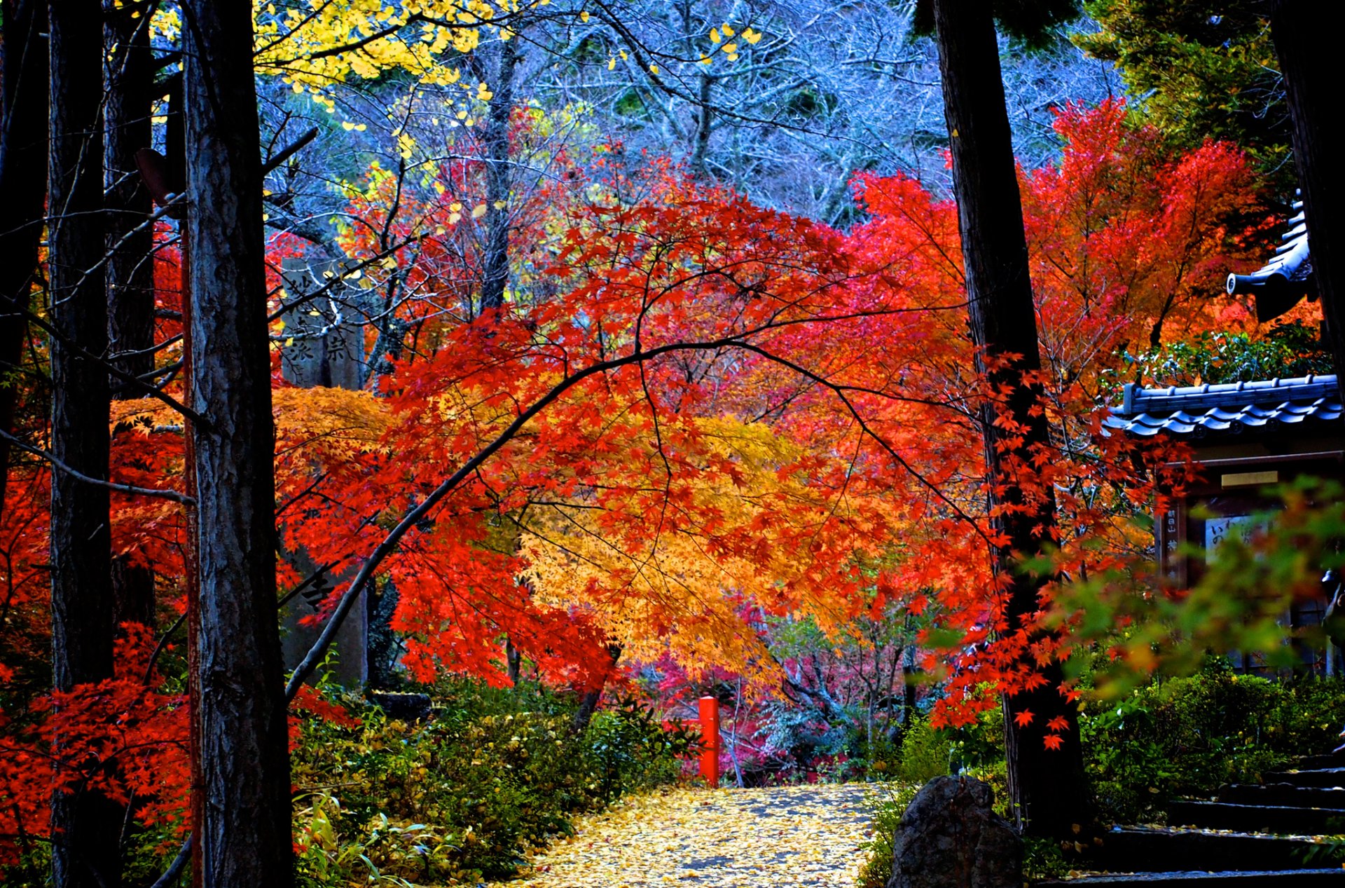 cour maison arbres passerelle automne