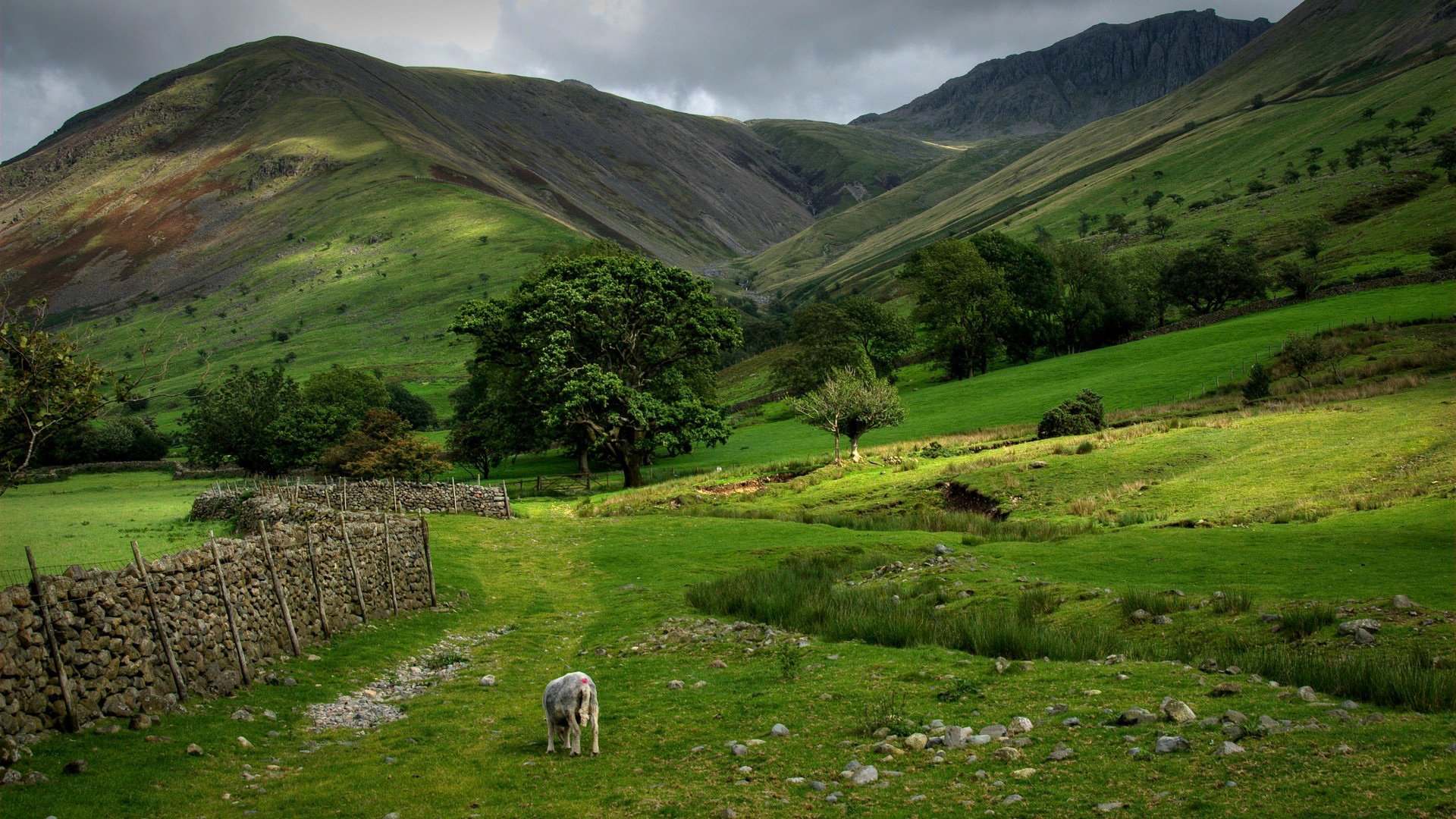 cotland sky clouds mountain grass fence sheep tree