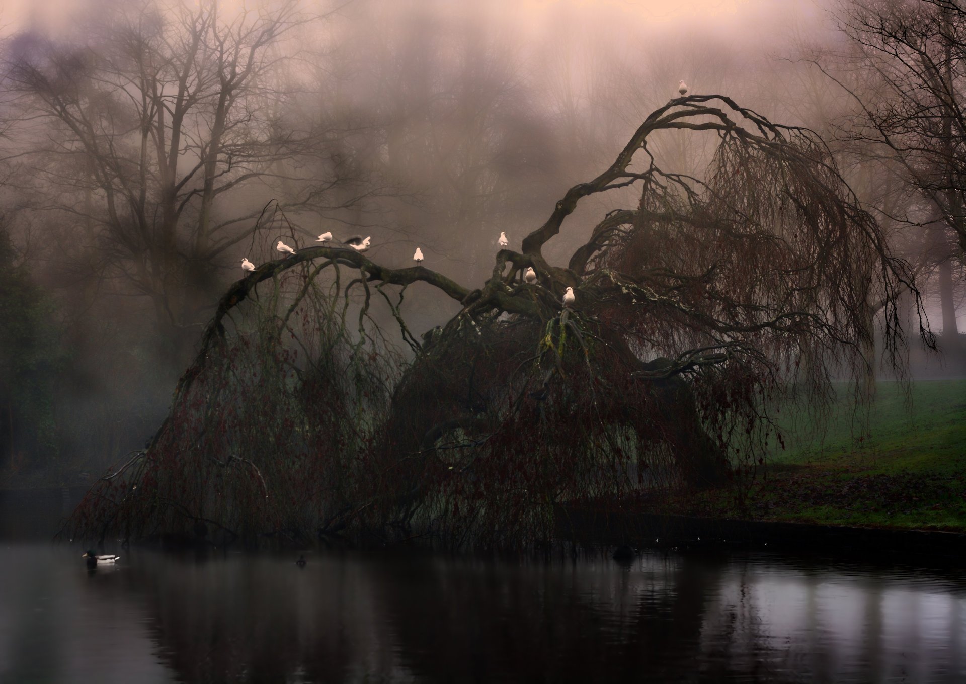 oiseaux arbre de saule pleureur lac belle scène nature herbe aube paysage brouillard belle scène forêt arbre spooky spooky