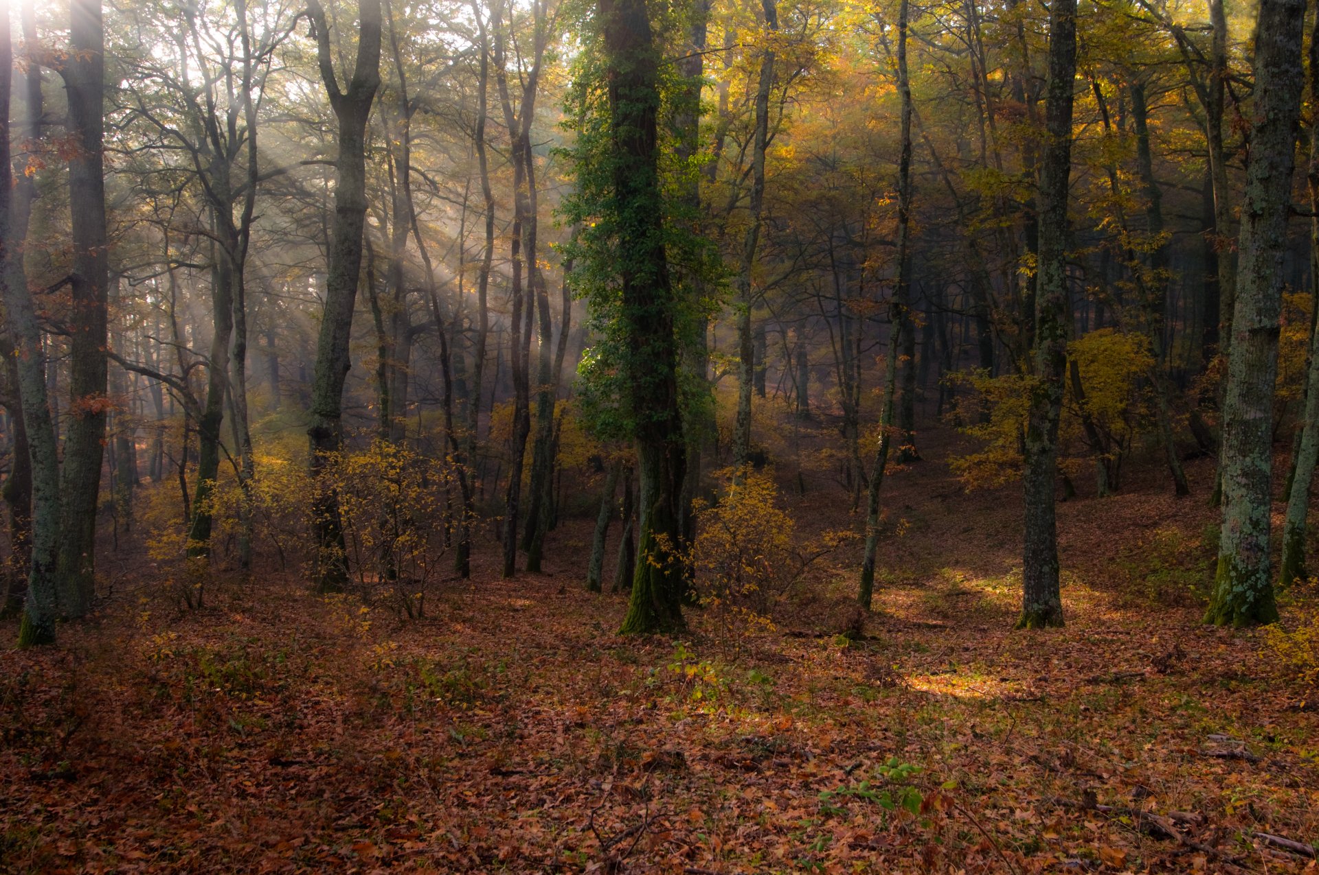 bosque árboles hojas sol manziana lazio italia