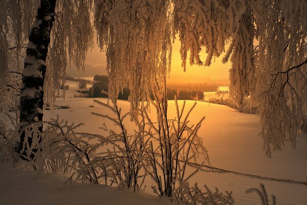 Frost an den Ästen im Winter