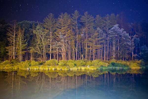 Night forest and starry sky drawing