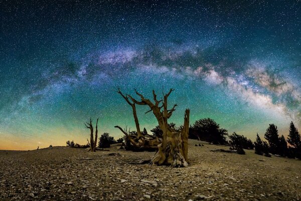 Via Lattea sullo sfondo di pietre, ceppi, legni, nodi, rami. Natura