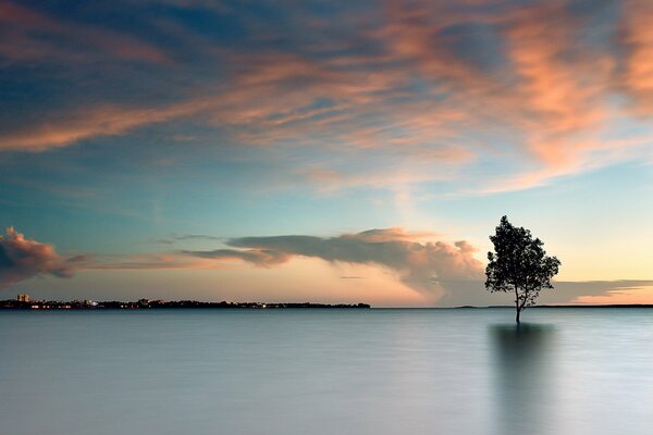 Paisaje de un árbol solitario en un lago