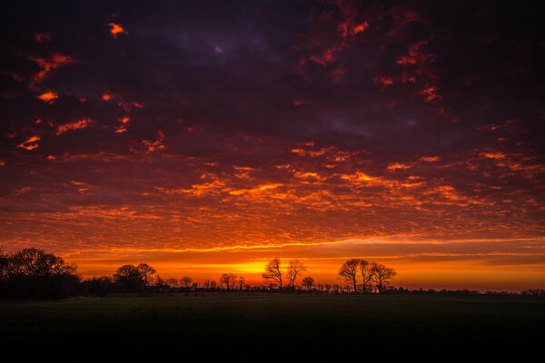 Schöner Sonnenuntergang in Baum-Silhouetten