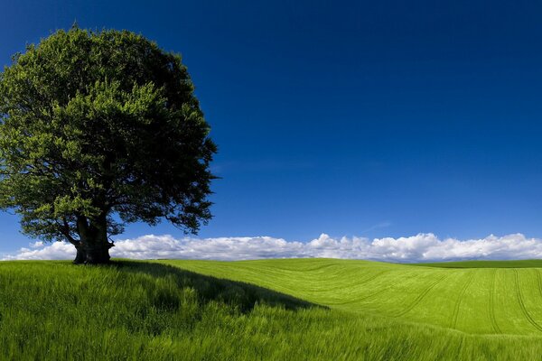 Orizzonte verde con albero solitario