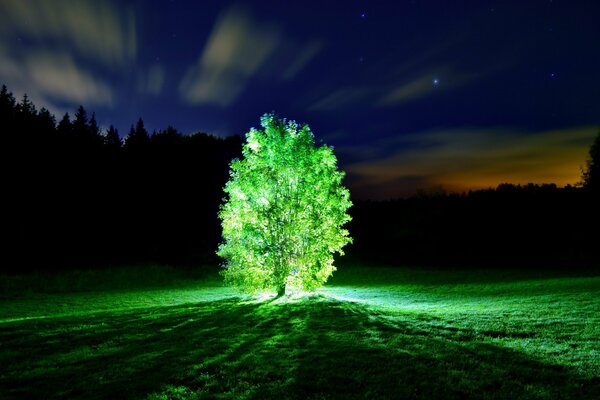 Milagro en la noche-árbol luminoso