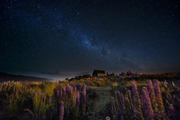 La meilleure voie lactée dans le ciel la nuit en Nouvelle-Zélande sur la colline de la maison, sentier, lupins