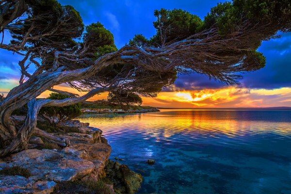 A tree on the shore of the sea surface at sunset