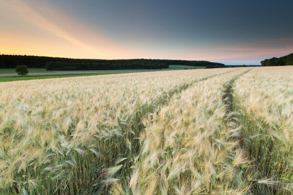 Bellissimo paesaggio di campo con spighe al tramonto