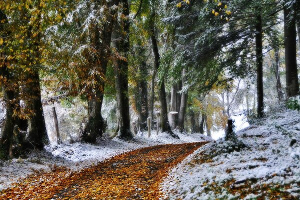 Nature takes the first snow