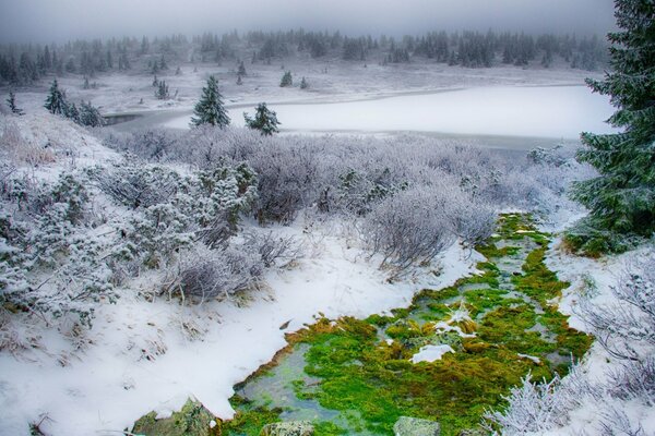 Winter nature. Snow-covered forest