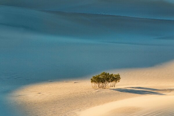 Arbre dans le sable au milieu de l océan