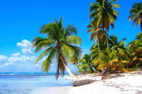 Palm trees sea white sand