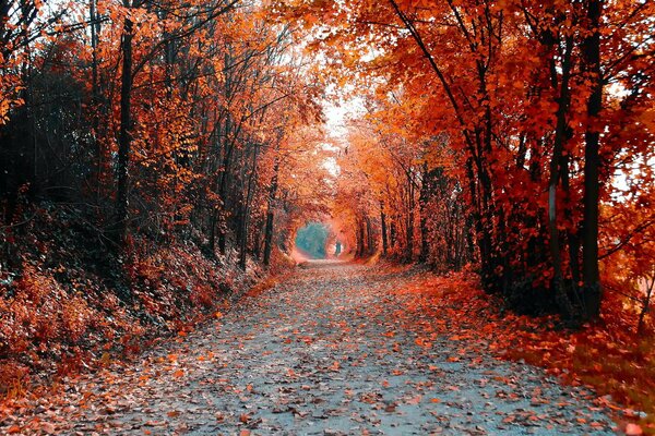 Landscape of the autumn avenue of trees