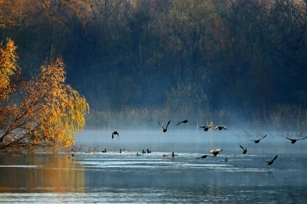 Ducks go to warm countries