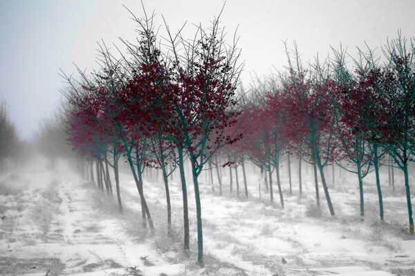 Favolosa foresta nebbiosa in una giornata invernale