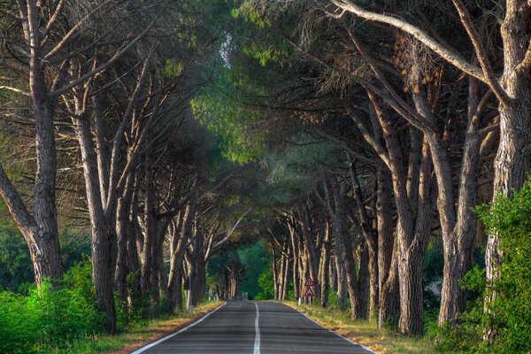 Forest road in woodlands