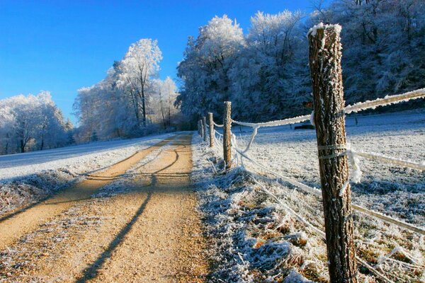 Drzewa, las na tle zimowego białego nieba. Stromy. Natura