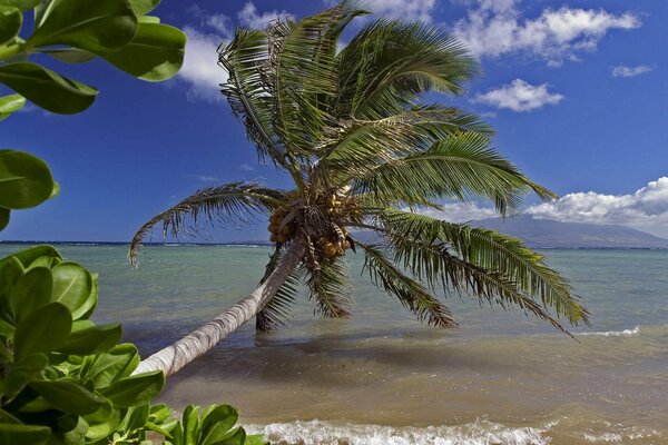 Mar palma viento olas cielo