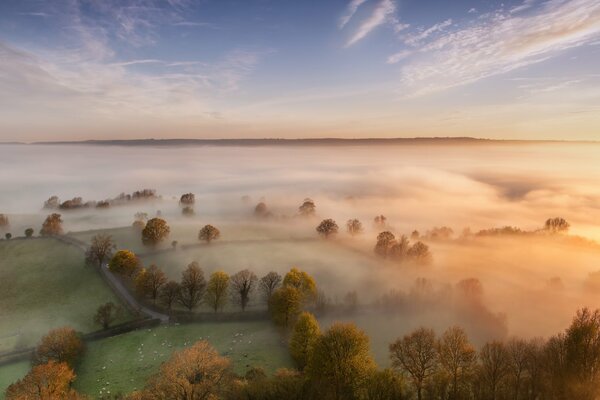 The morning is foggy and the trees are green