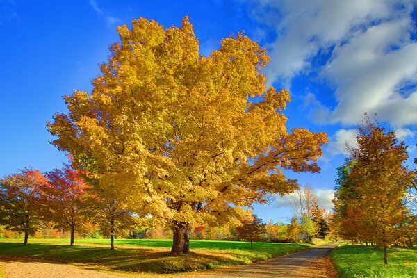 Jesienny park z dogiem i szołubim niebem