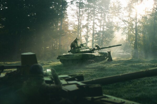 Bears in a pine forest on a tank