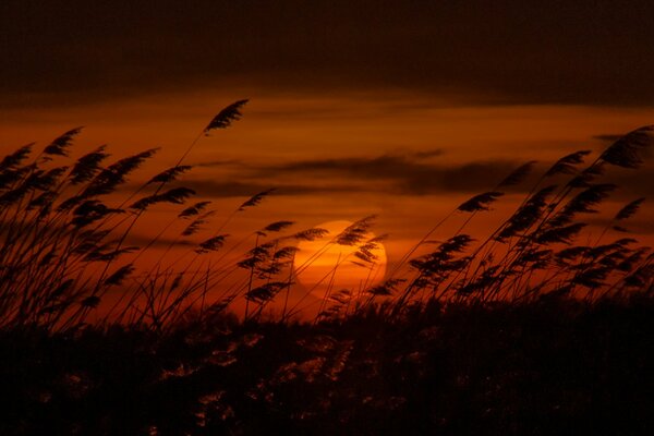 The evening is creepy at sunset, the sun is setting, the reeds are rustling